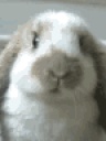 Rabbit-ko