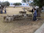 Midoun - trh s ovcemi.
